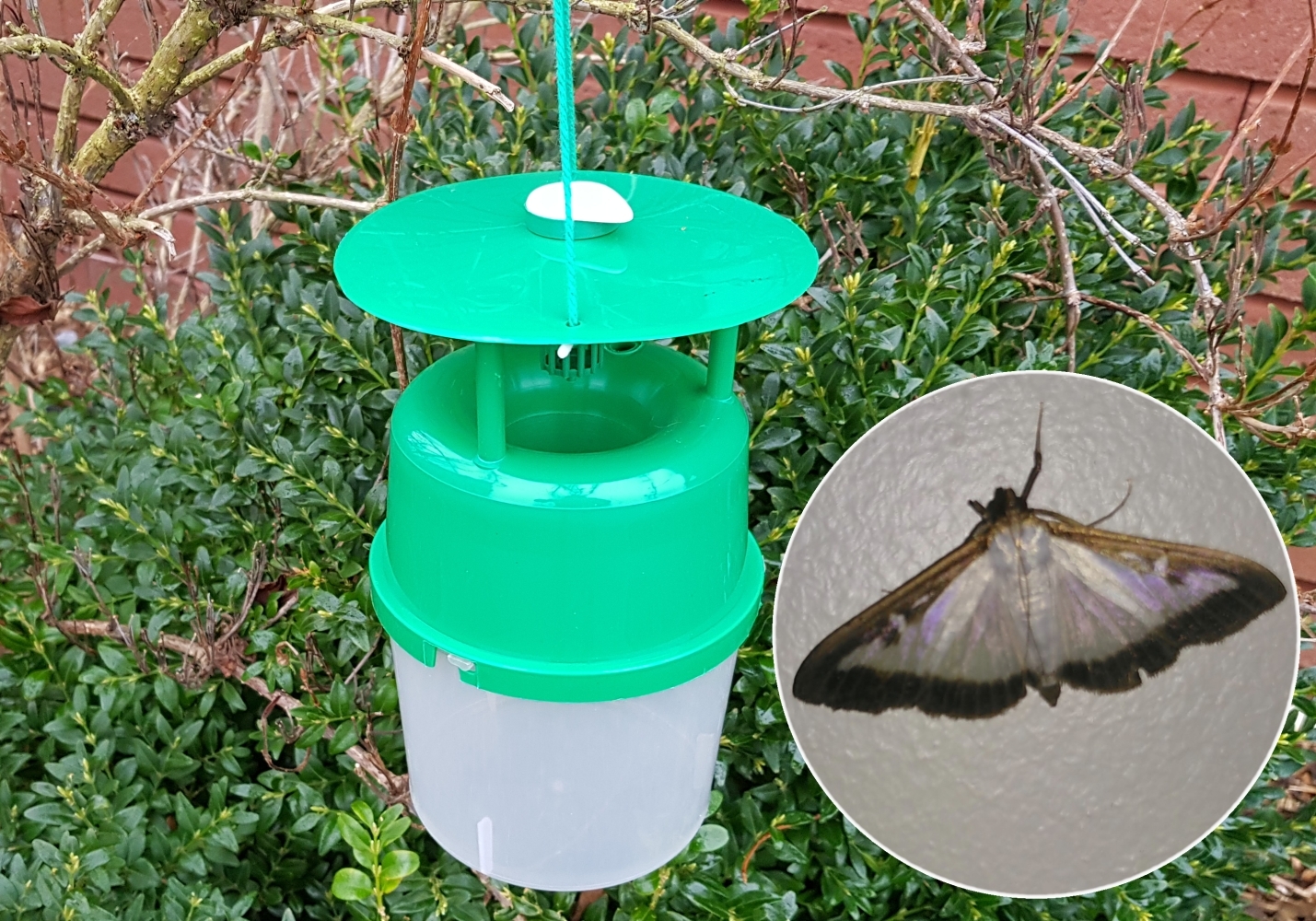 Setting Up A Box Moth Pheromone Trap – EBTS UK