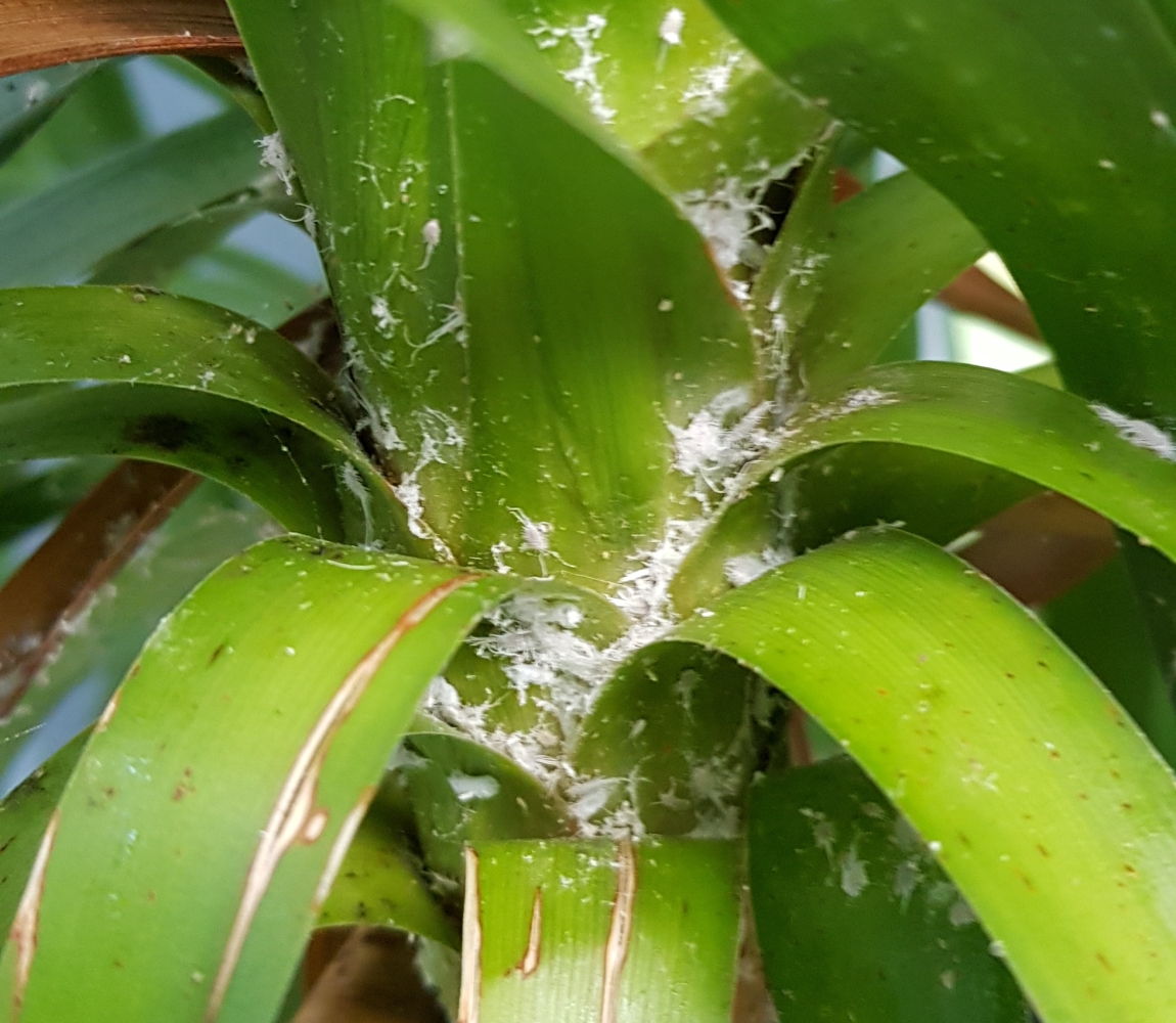 Controlling Mealy Bugs On Fiddle Leaf Figs: Essential Guide To Eradication