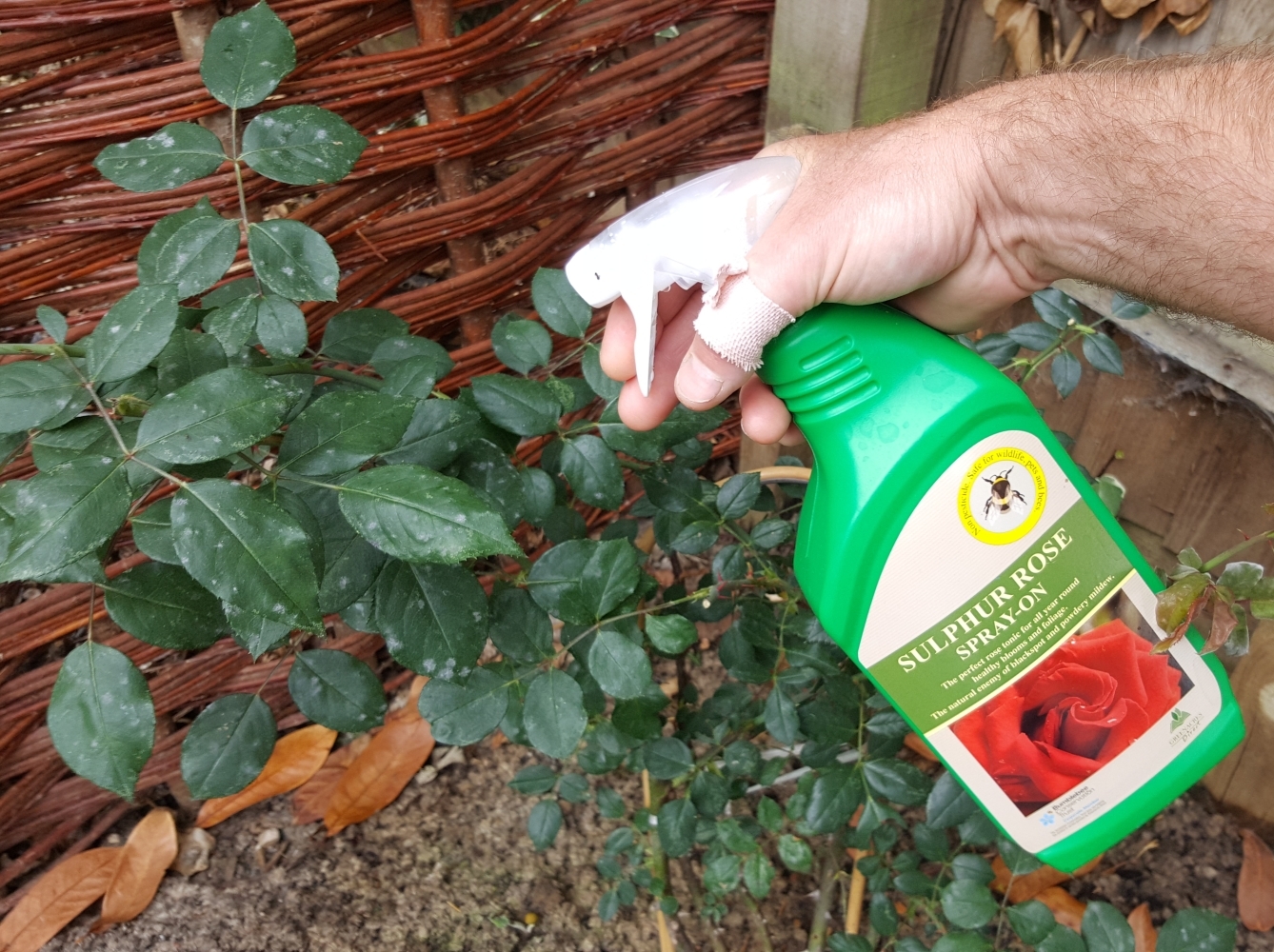 Best Black Spot Treatment For Roses Uk At Carlos Storer Blog