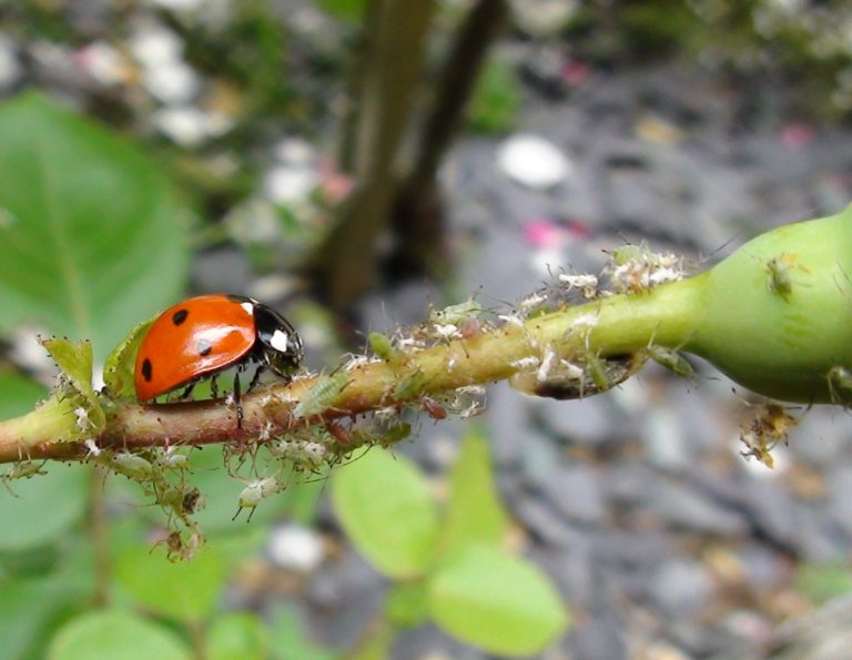 where-do-ladybirds-live-ladybirds-green-gardener