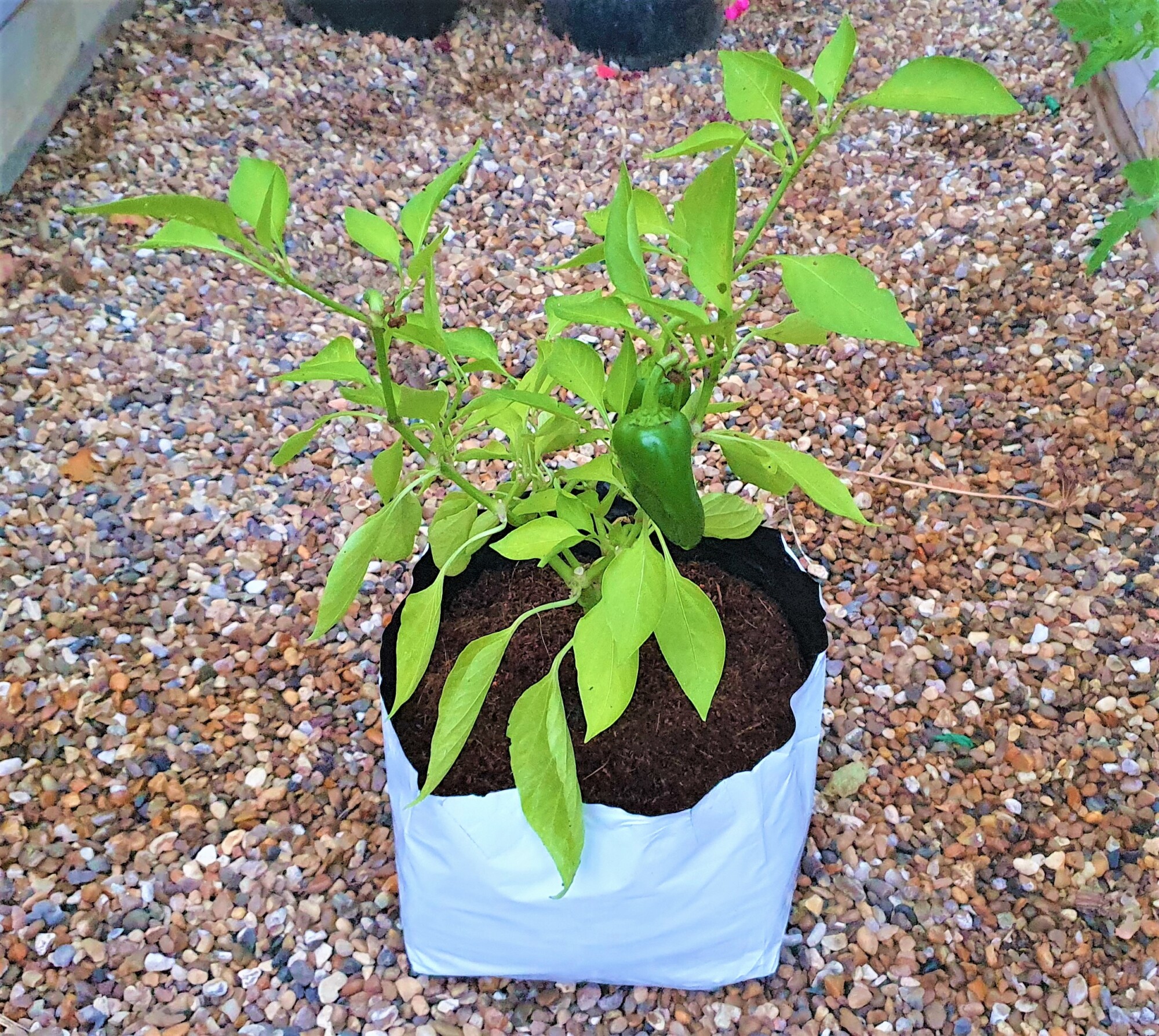 Coco Peat/Coir Pith – Grow Bags – MKV Enterprise